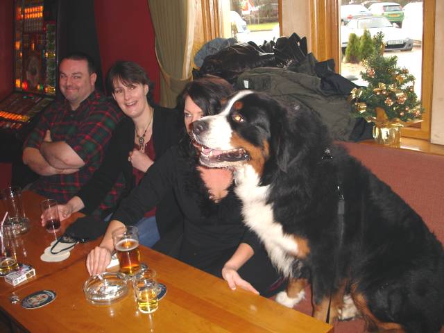 Shops bernese mountain dog full size